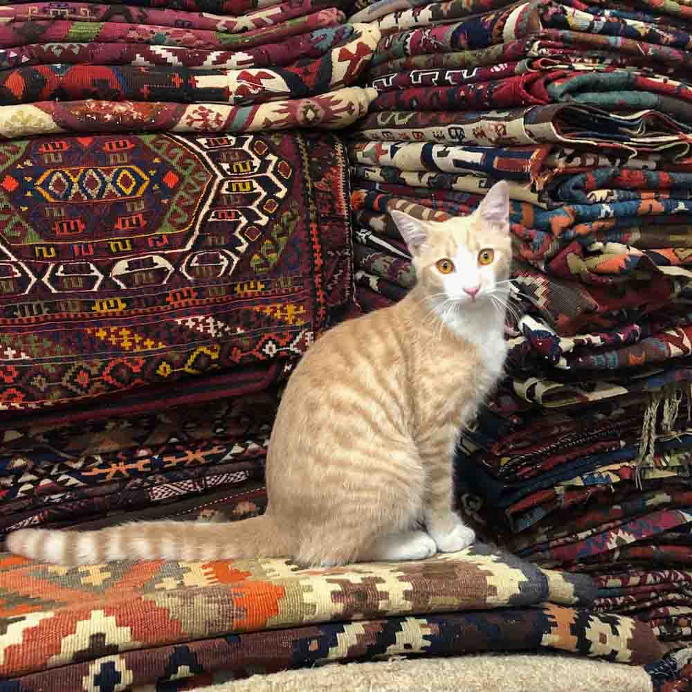 There is Always A Cat In On The Act Of Rug Buying!